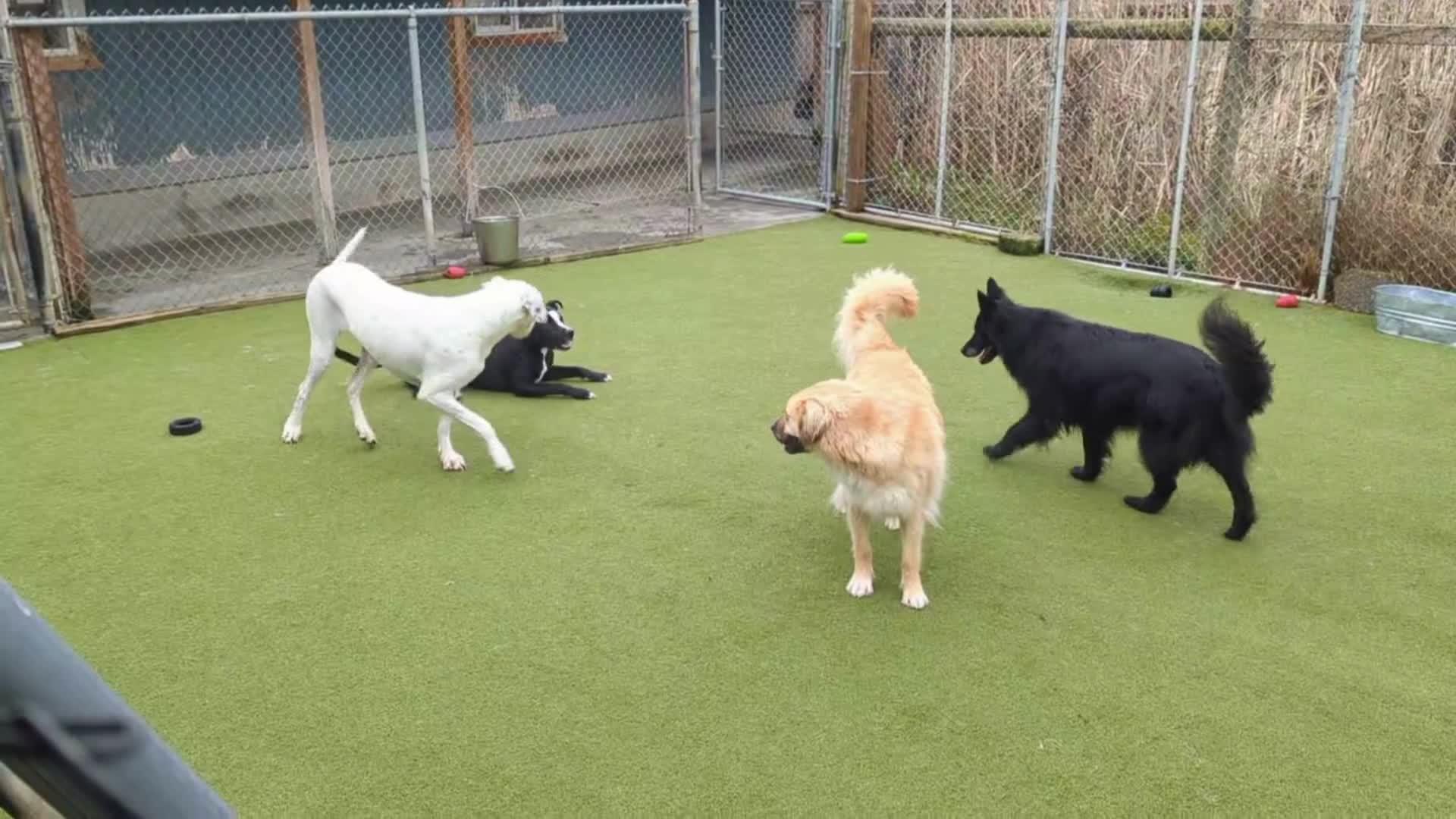 Dogs playing