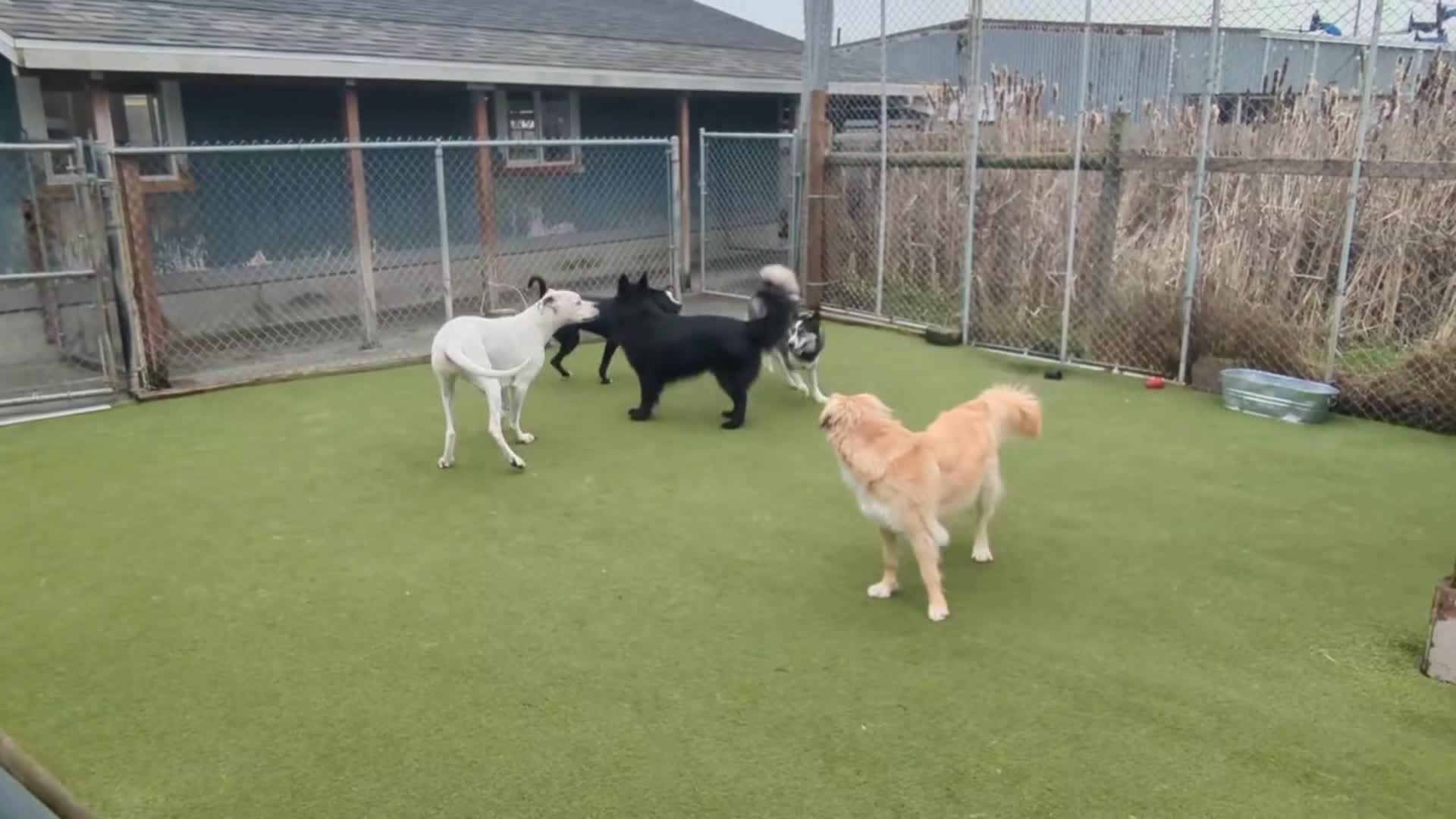 Dogs playing