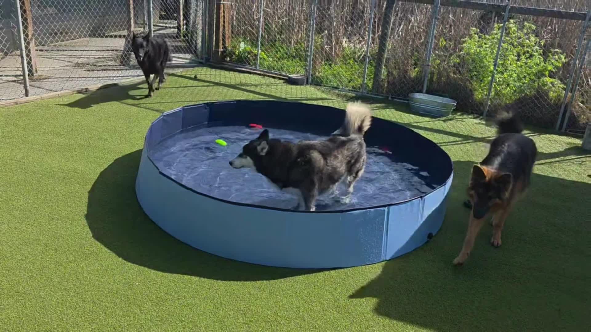 dogs playing in pool.