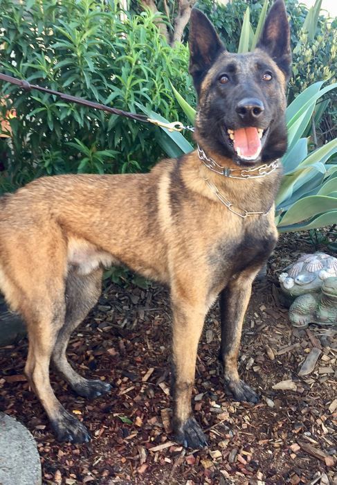 Anjing Perlindungan Dijual Di California Ahli K9 Jerman