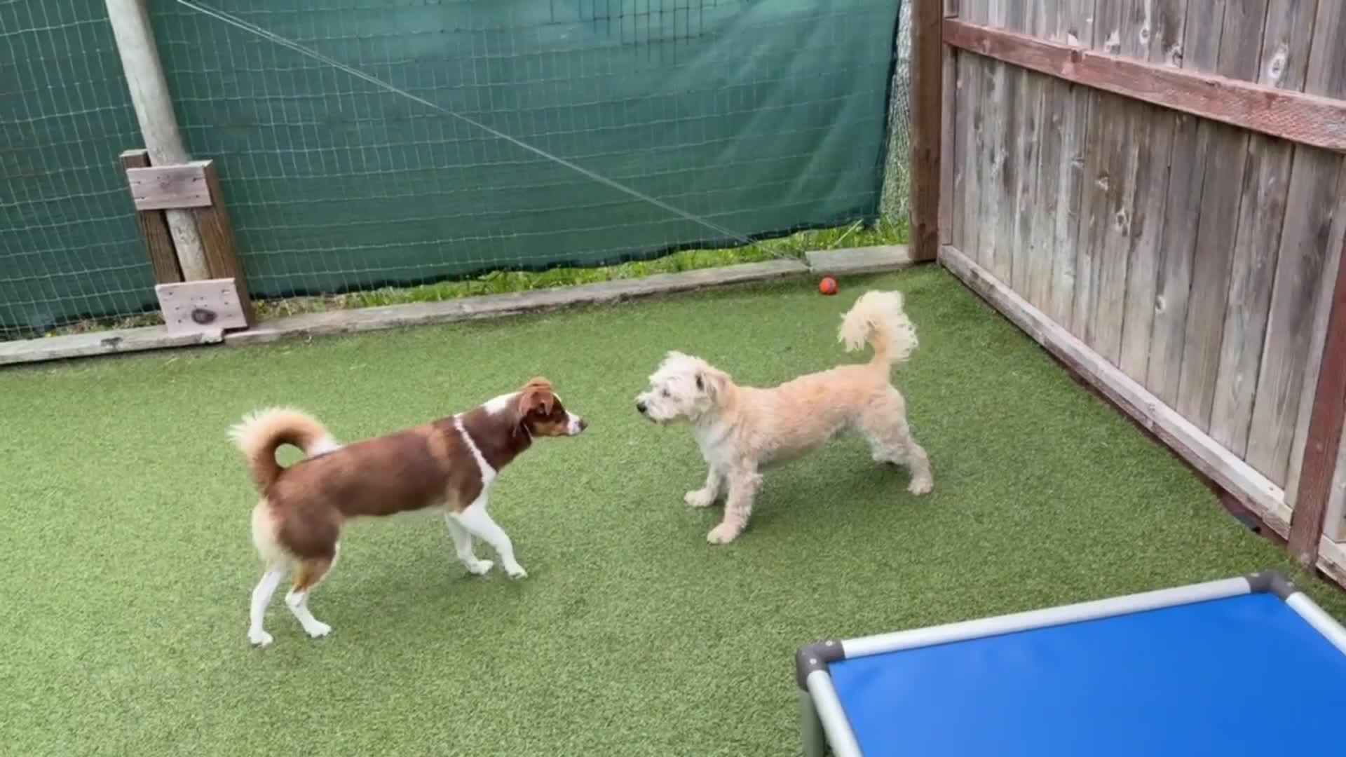 dogs playing in pool.