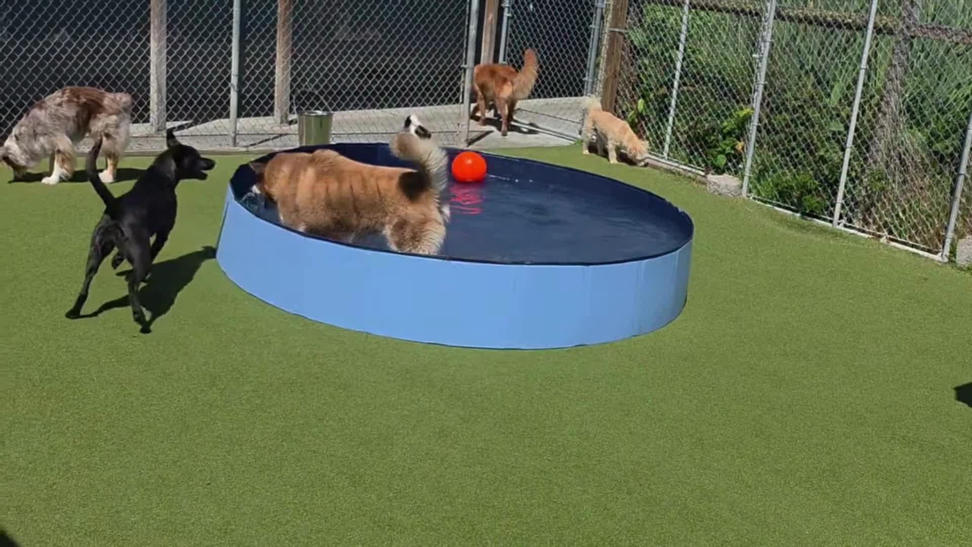 Dogs playing