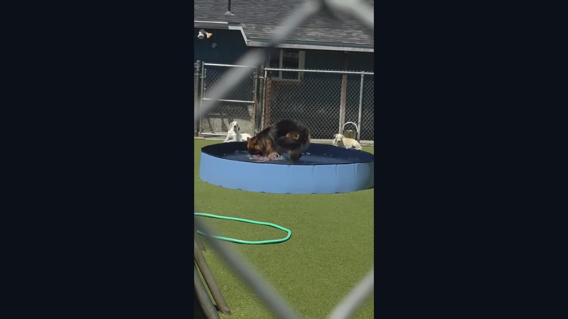 Dogs playing in a kiddie pool