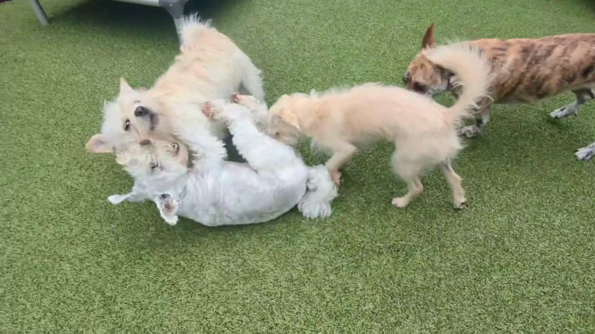 Dogs Playing