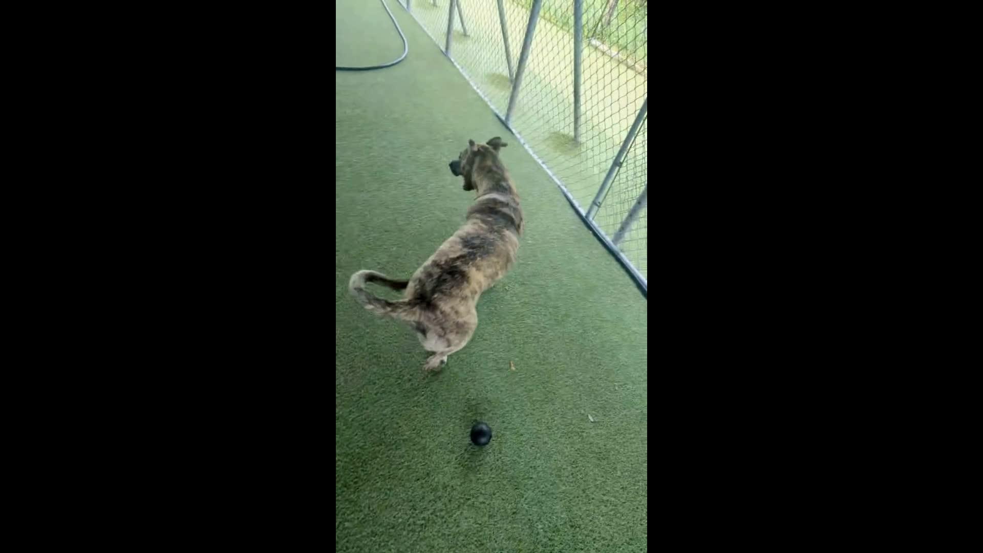 dogs playing in pool.