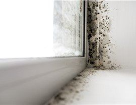 Mold Remediation