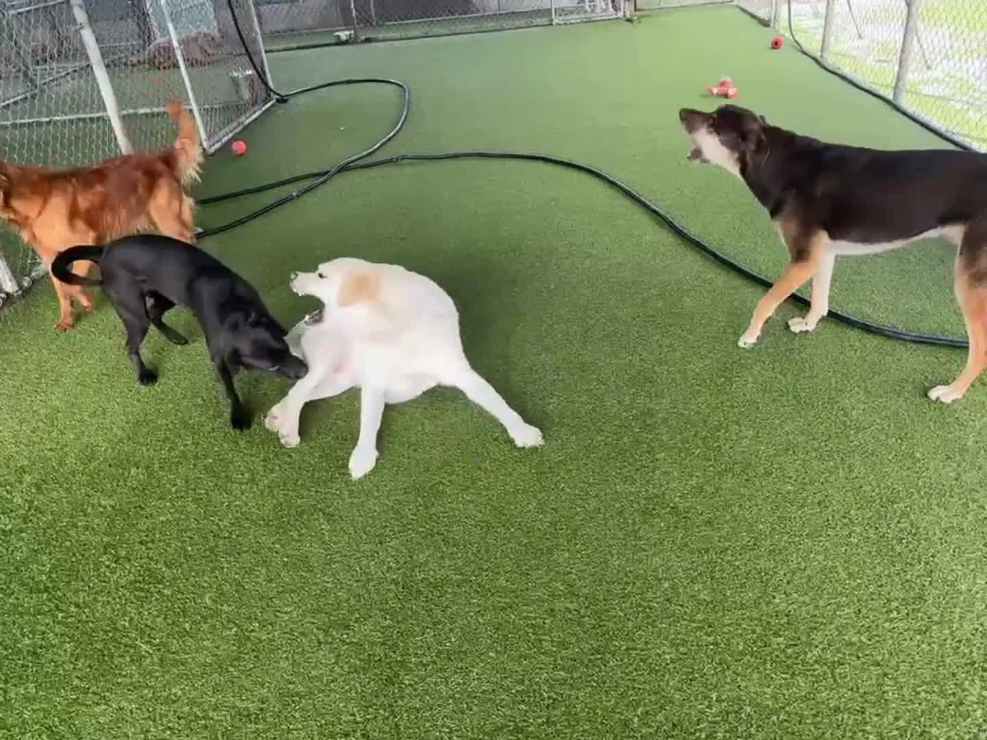 Dogs playing