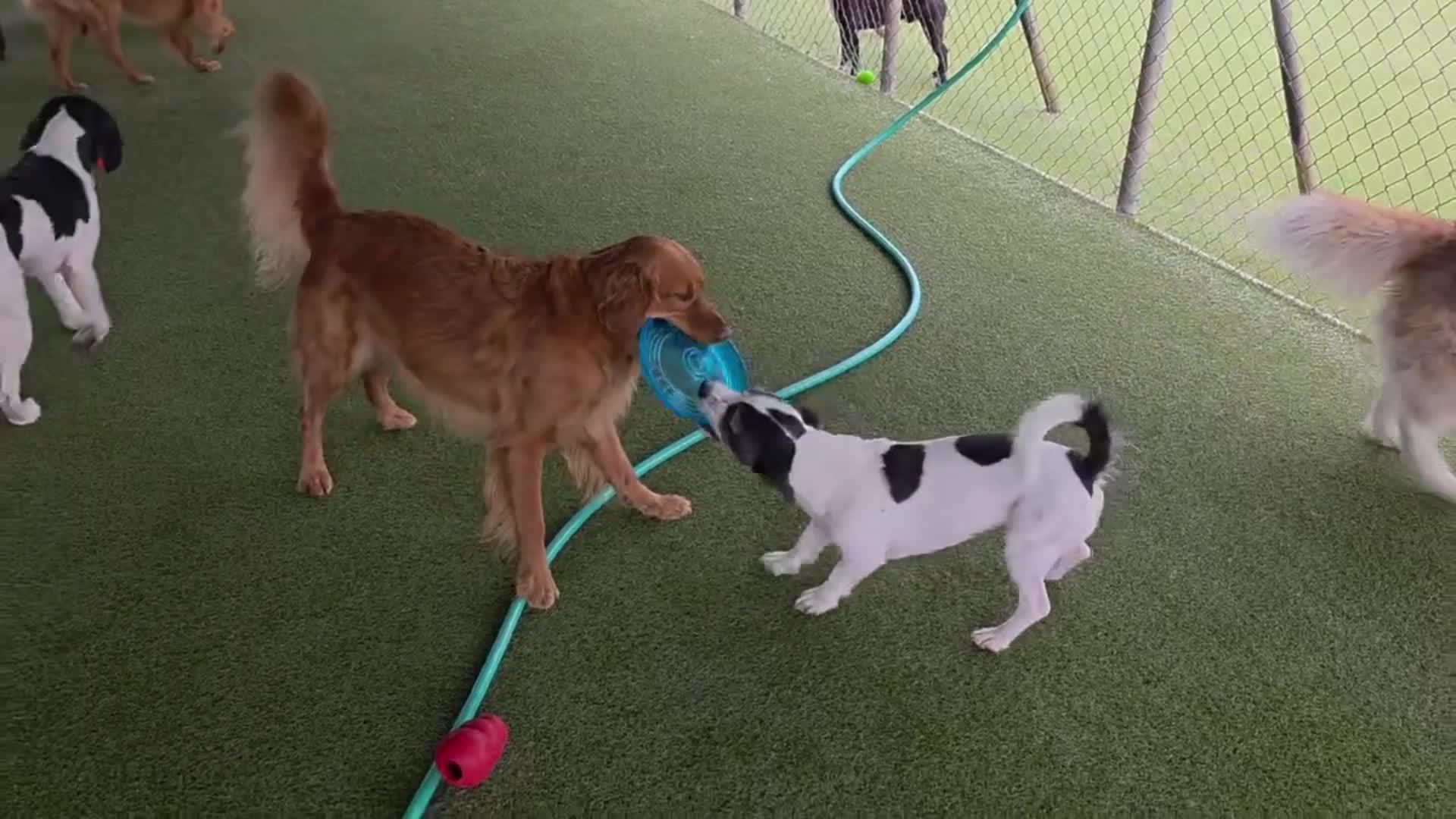 dogs playing in pool.