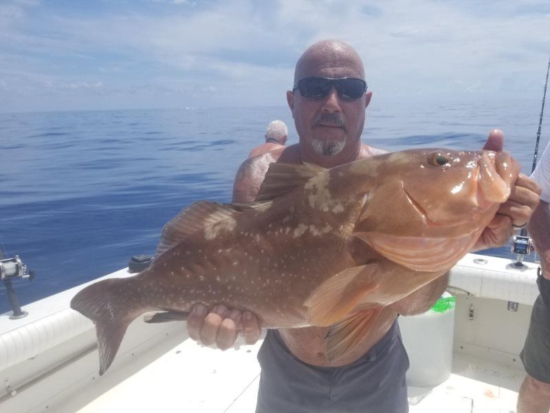 Large Brown Fish