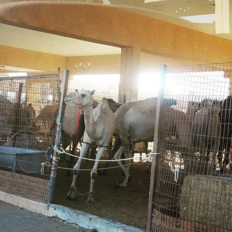 Dubai Trip 2018 view