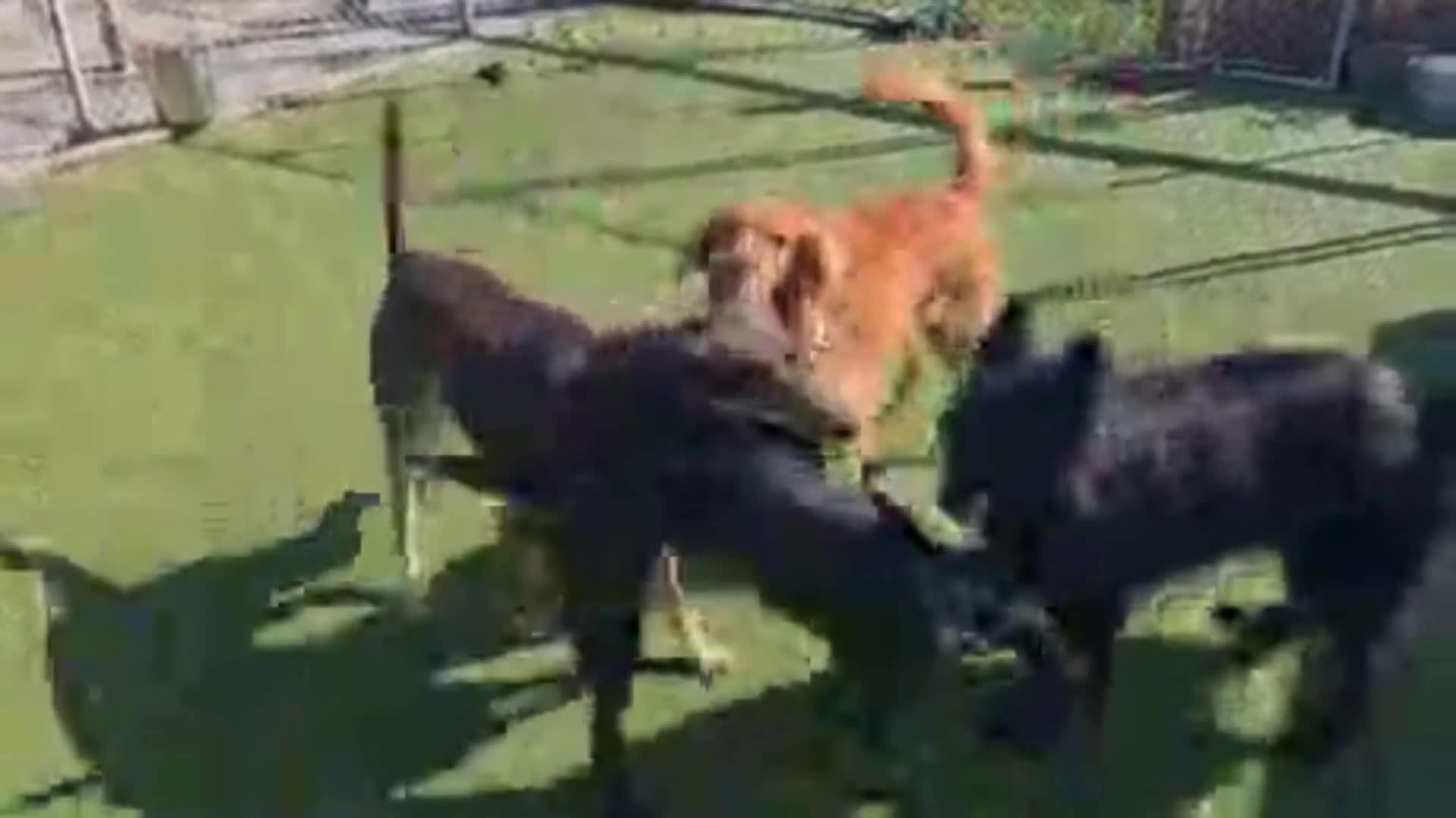 Dogs playing