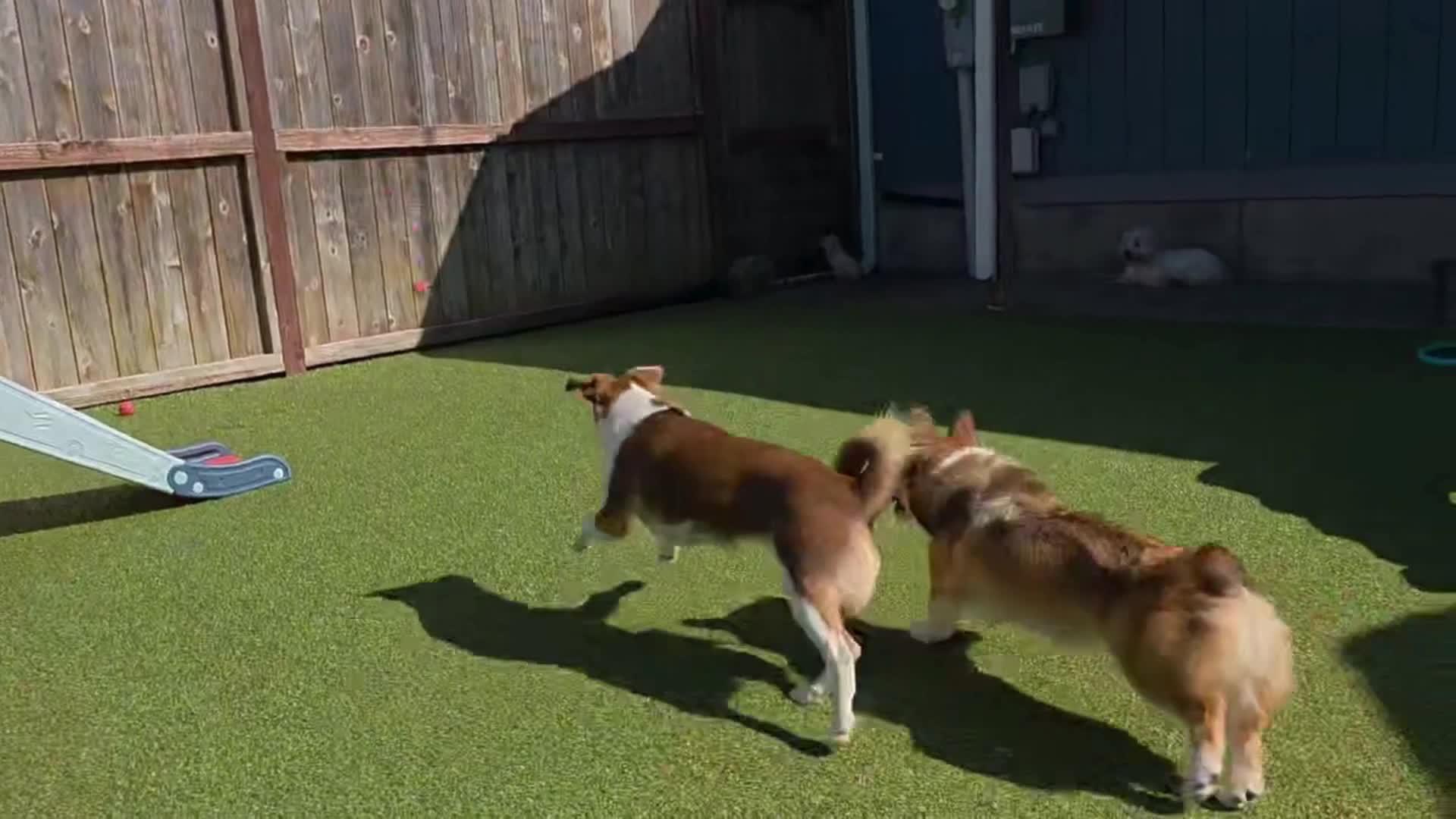 Dogs playing