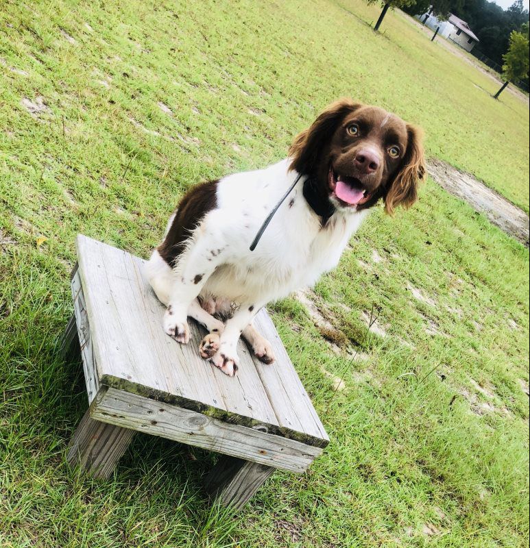 Testimonials Altamaha Canine Consulting