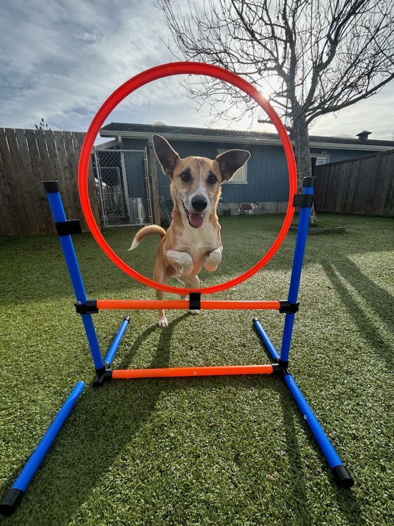 Dog Hoop
