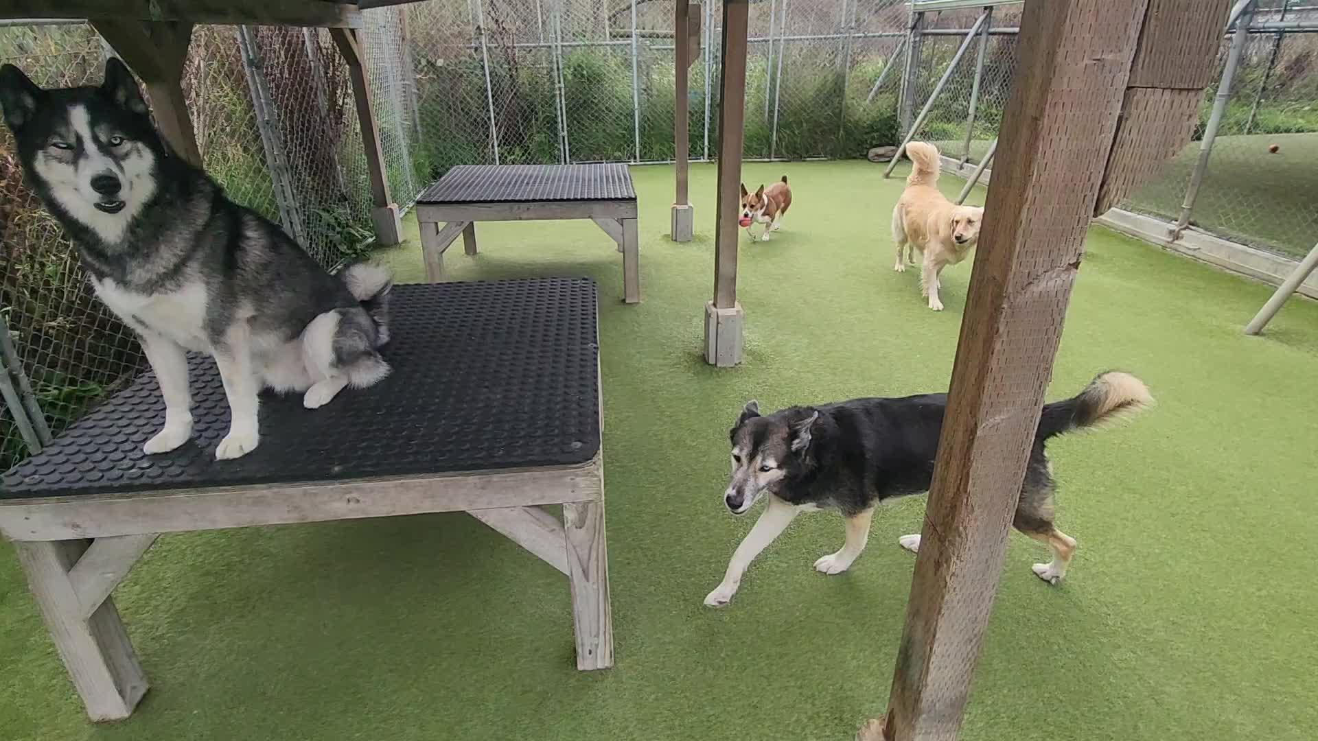 Dogs playing