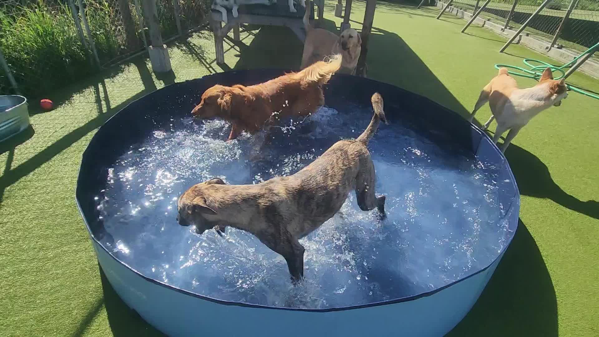 dogs playing