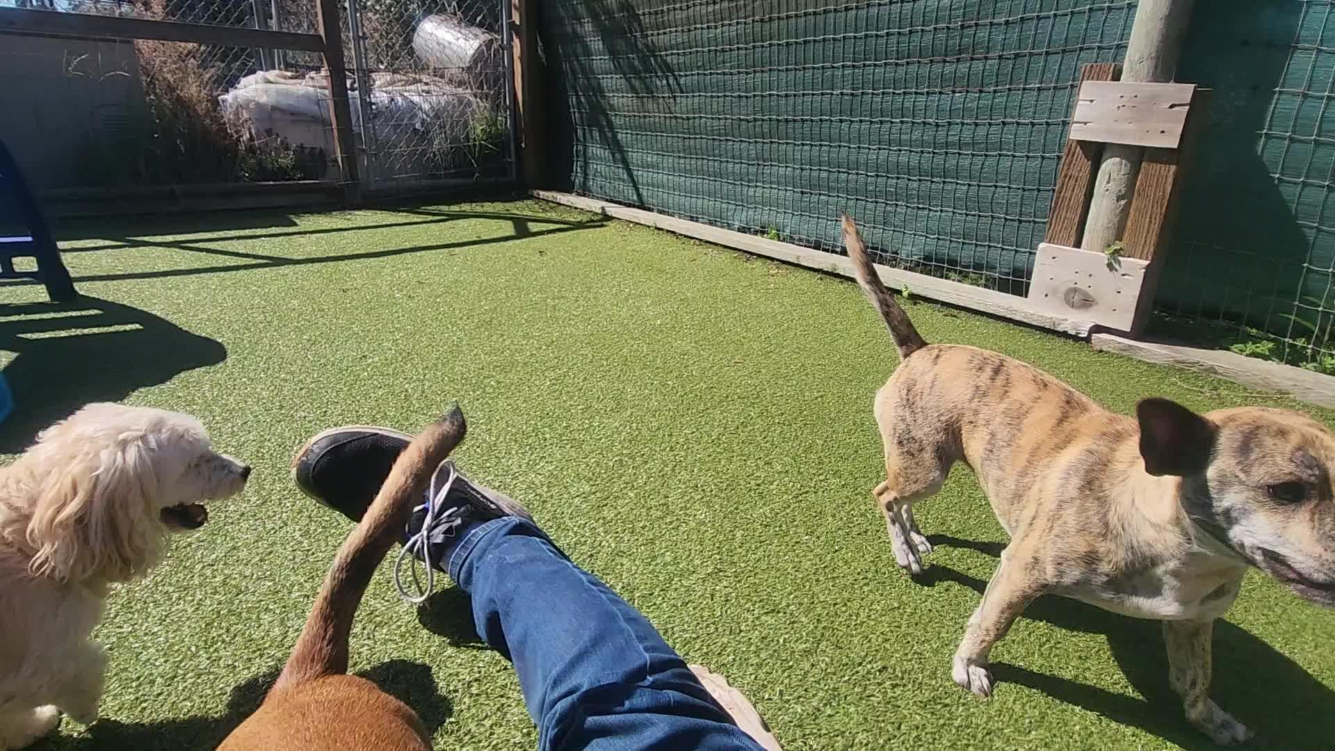 Dogs playing