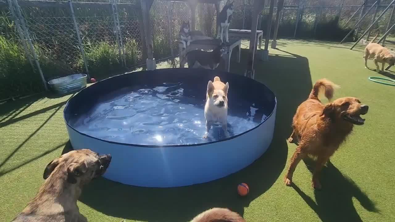Dogs playing