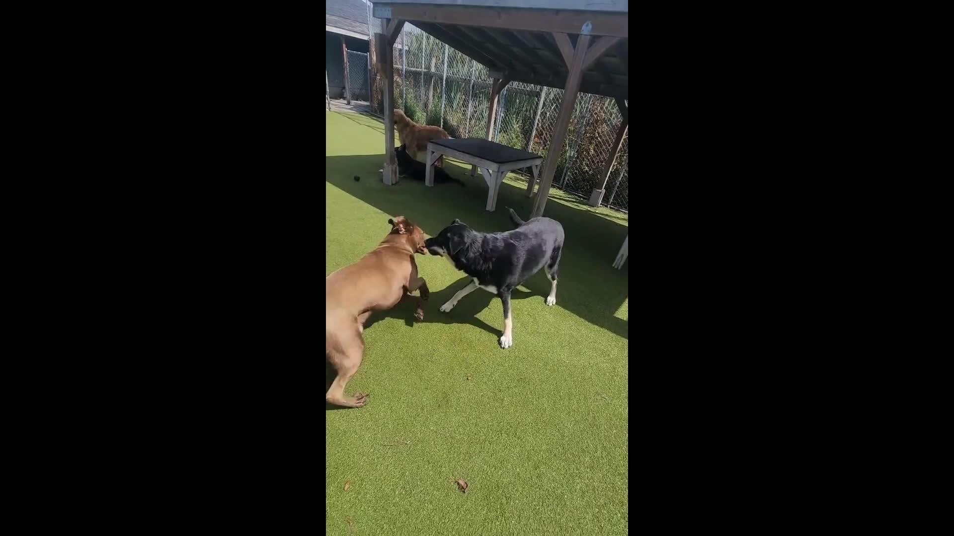 dogs playing