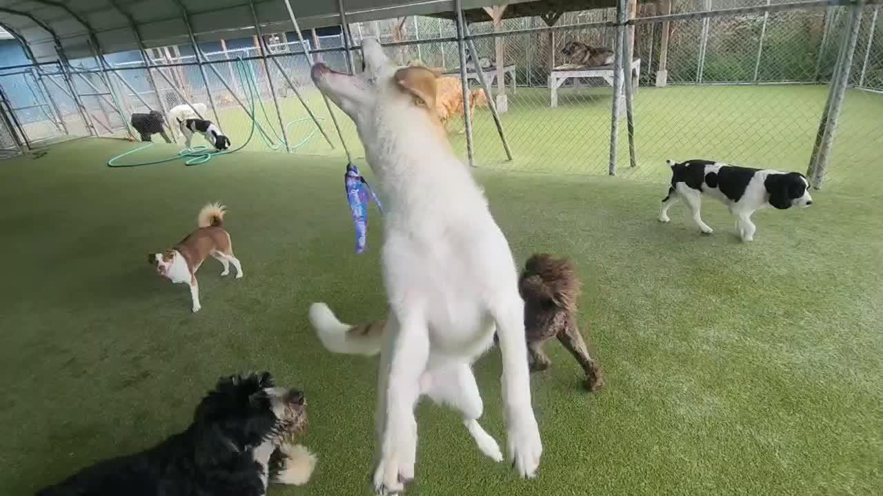 Dogs playing