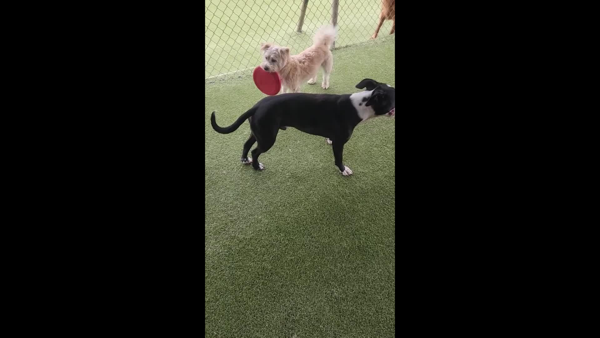 Dogs playing