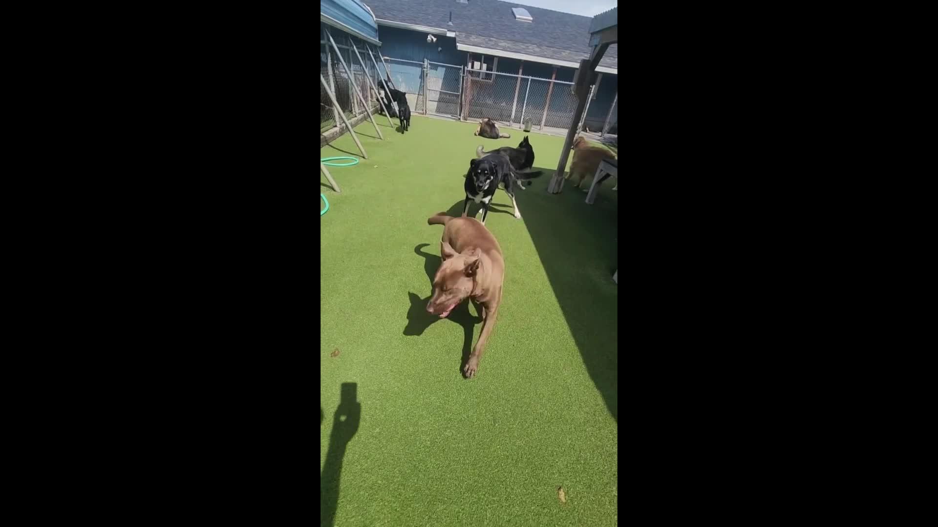 dogs playing