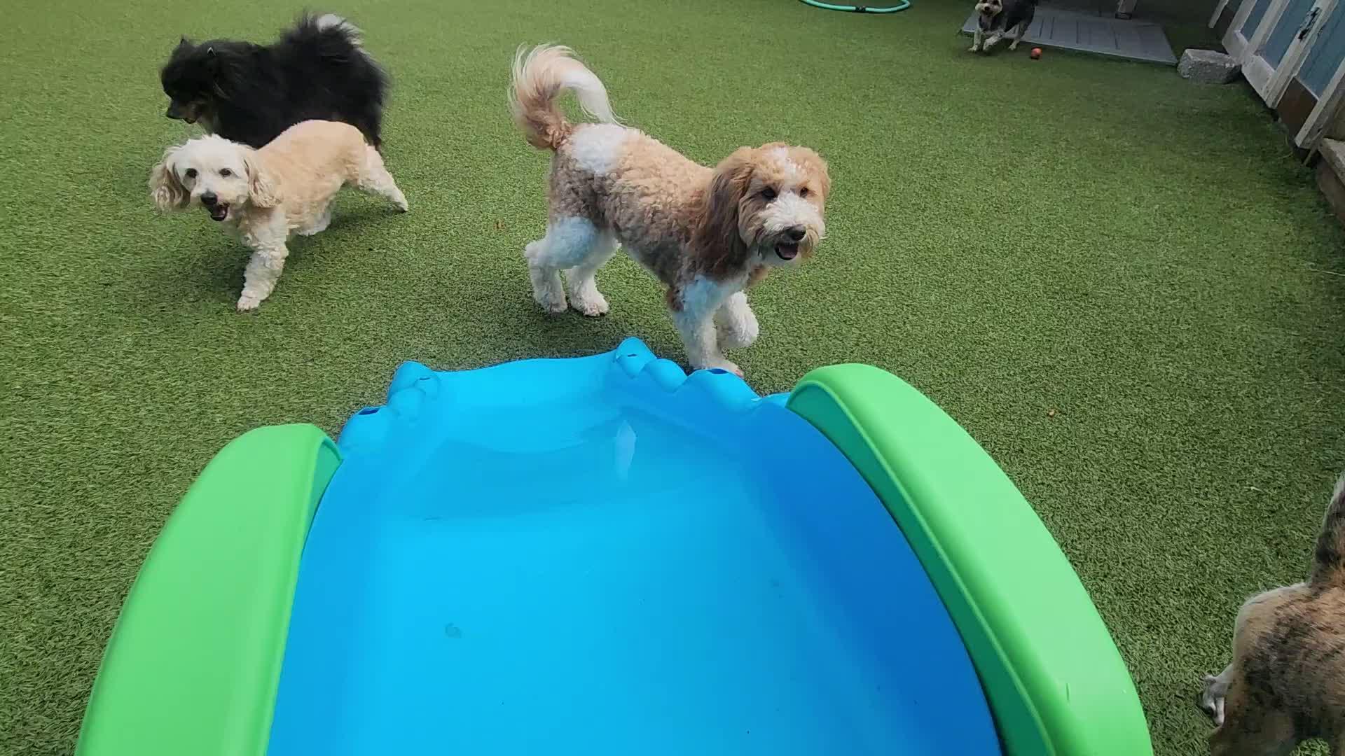 dogs playing