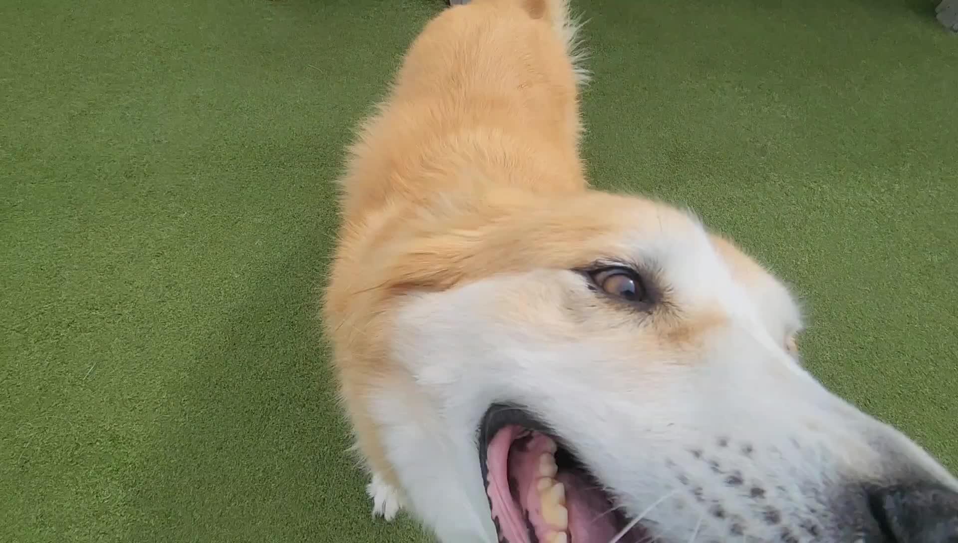 dogs playing