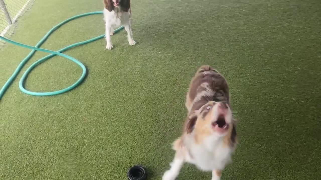 dogs playing
