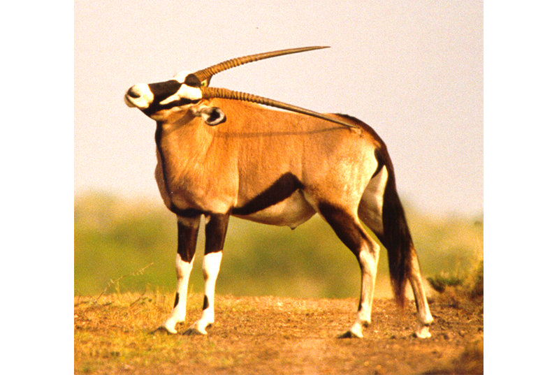 Home - 74 Ranch Resort