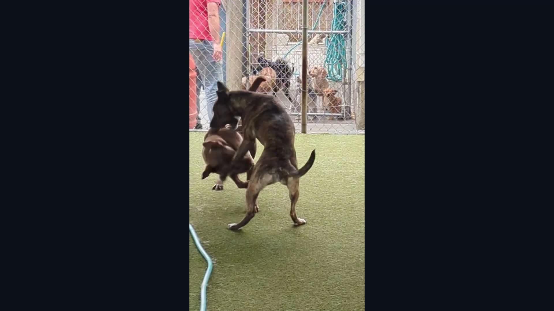 Dogs playing