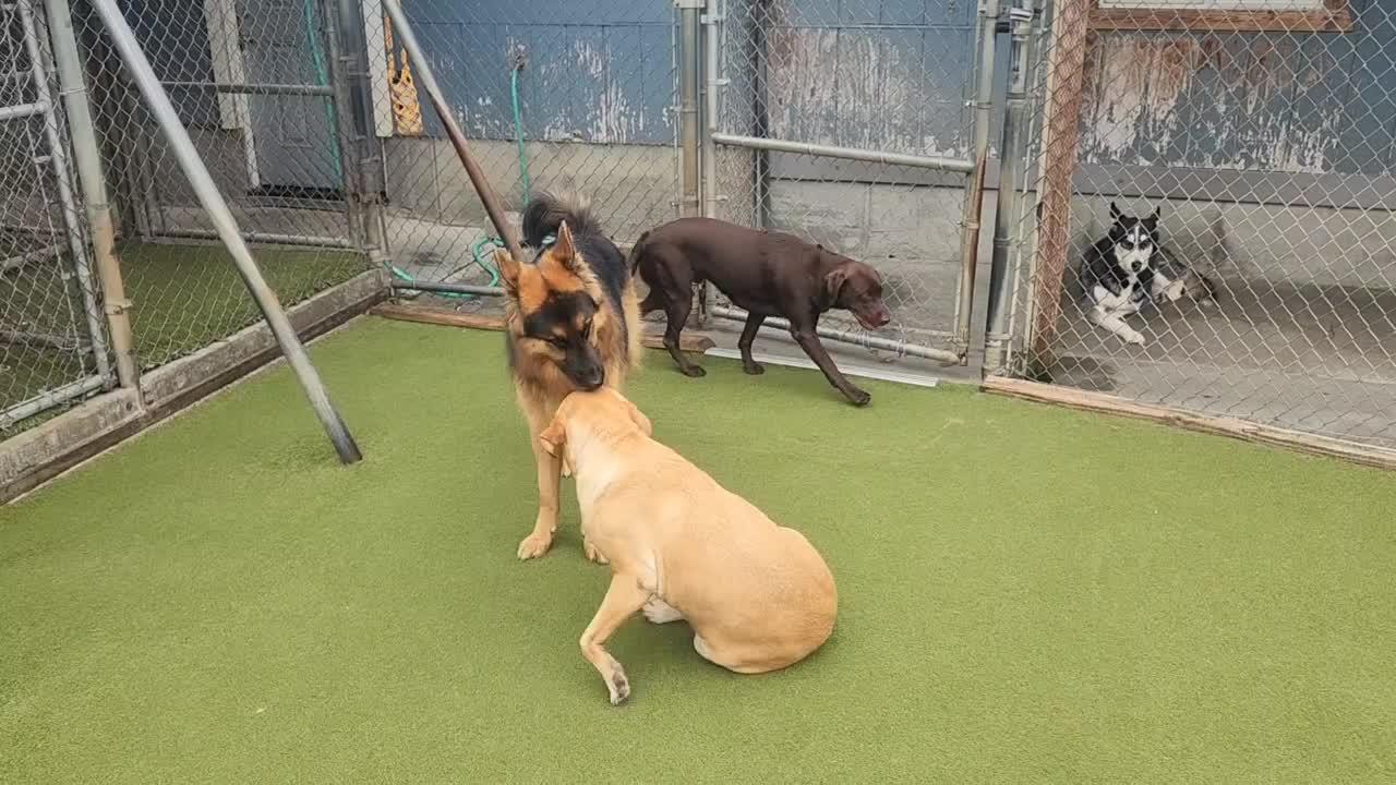 Dogs playing