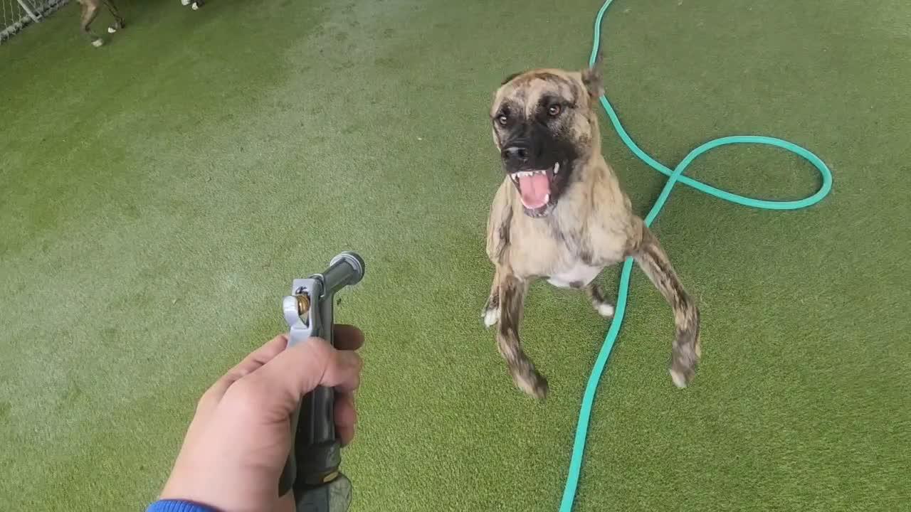 dogs playing