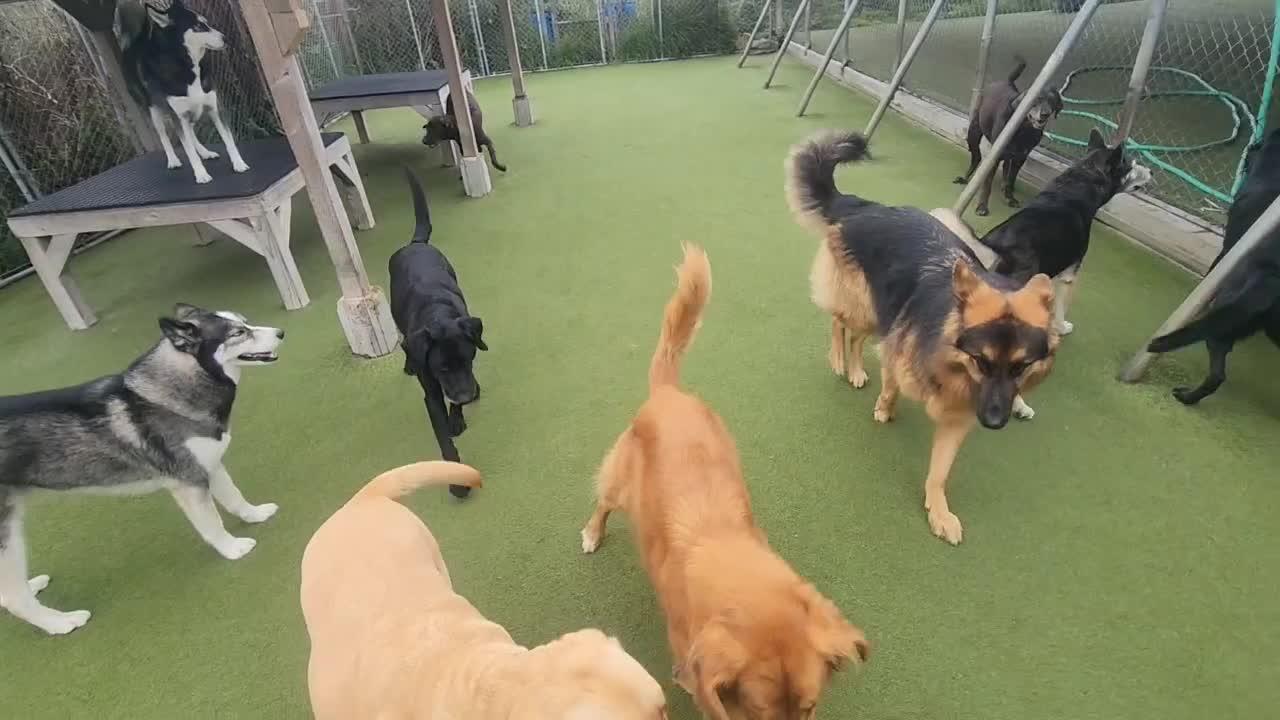 dogs playing