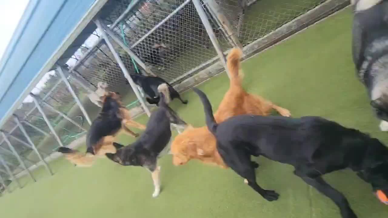 Dogs playing