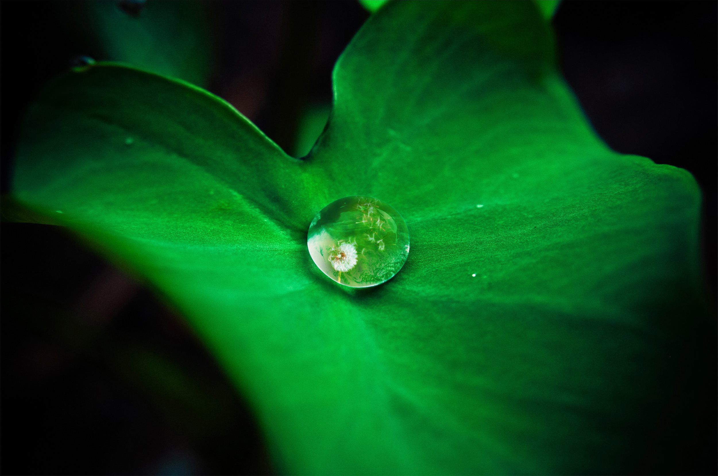 Water Droplet Leaf Drop