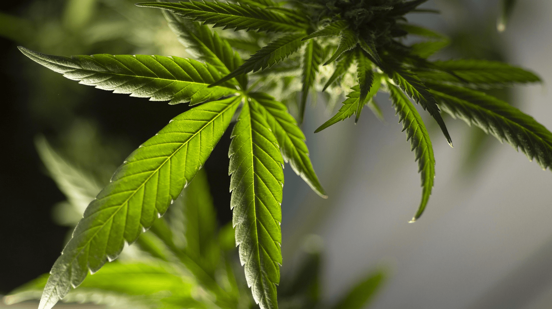 Cannabis