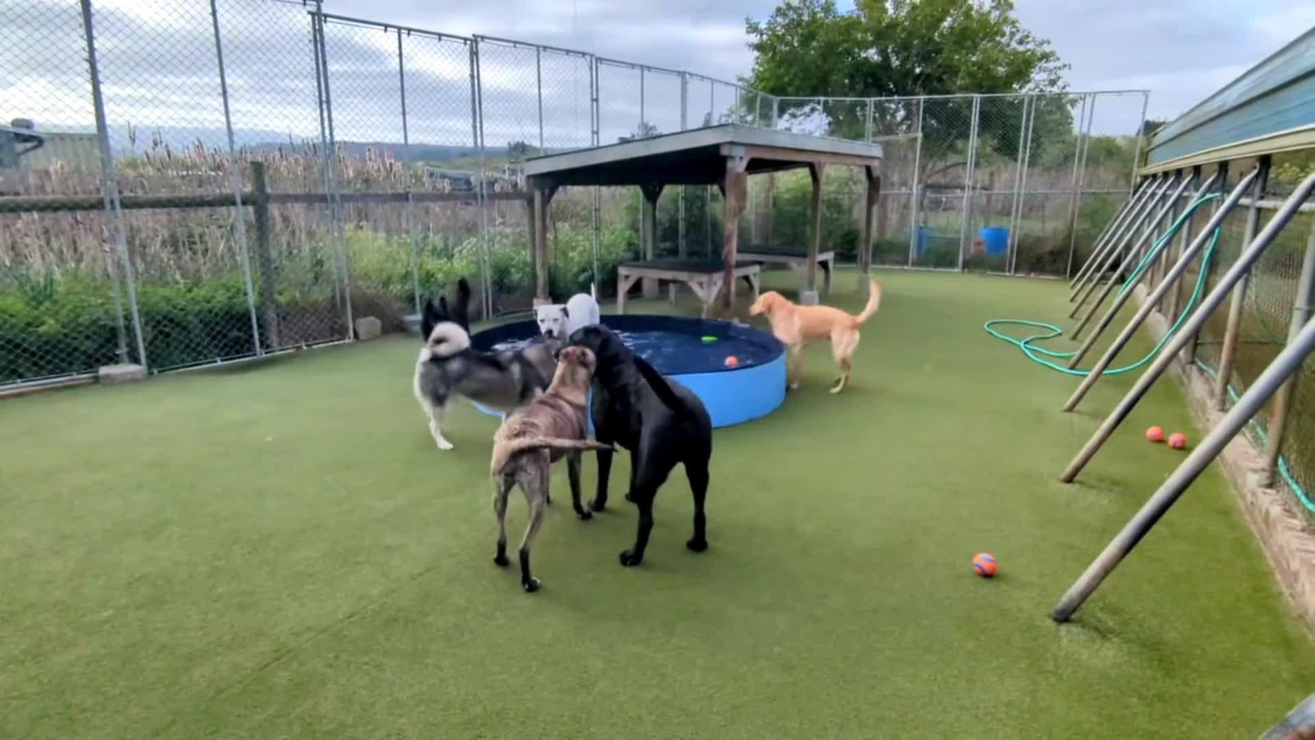 dogs playing in pool.