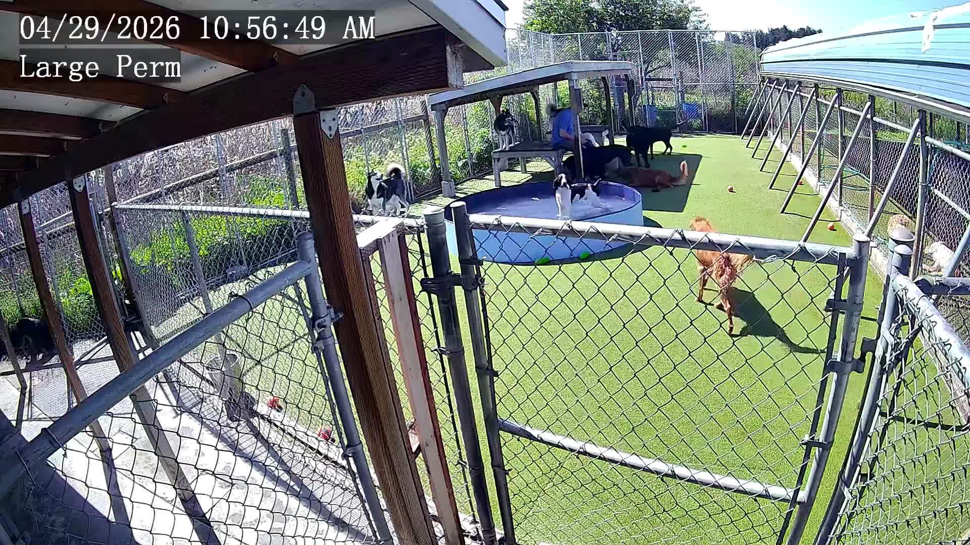 Dogs Playing