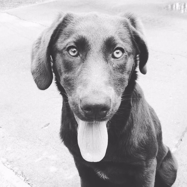 Testimonials Altamaha Canine Consulting