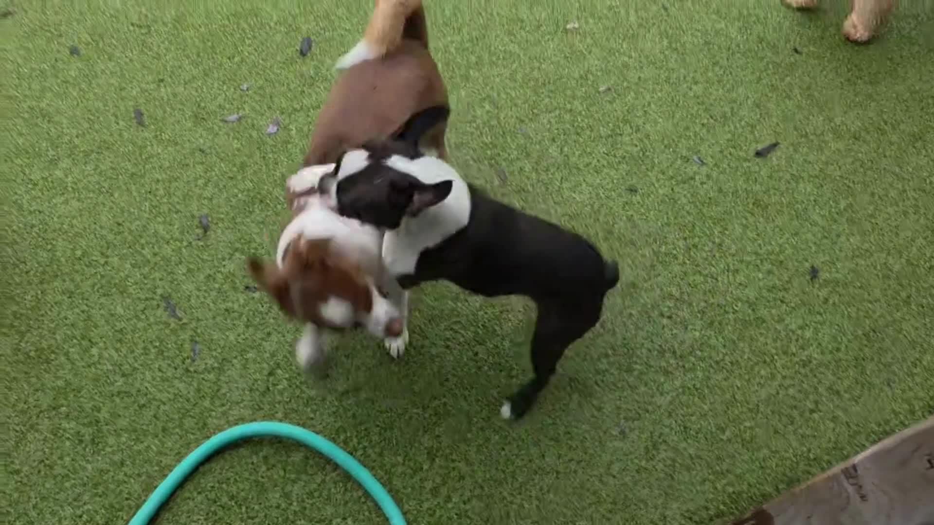 Dogs playing