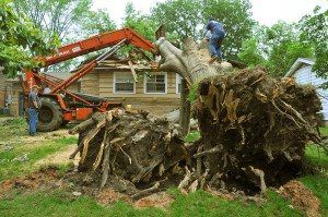 Tree Removal Services