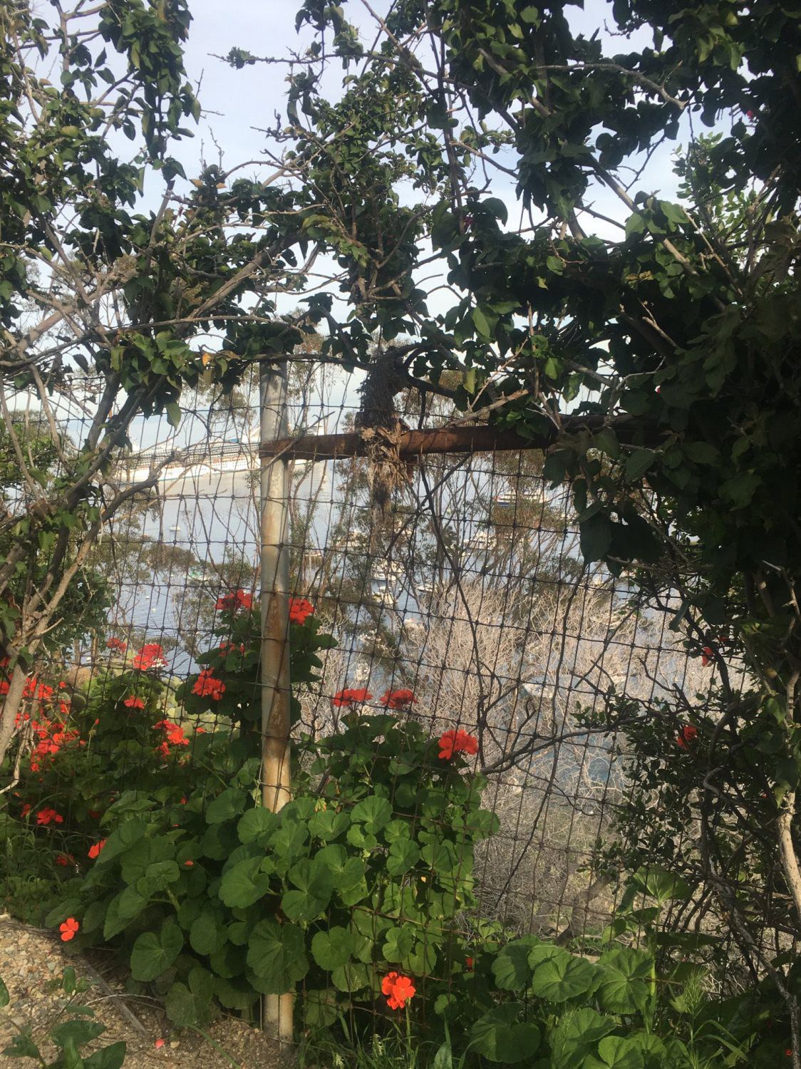 chimes tower vineyard