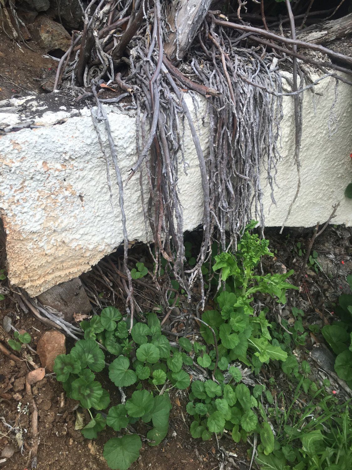 chimes tower condition