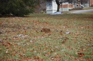 animal removal in ohio