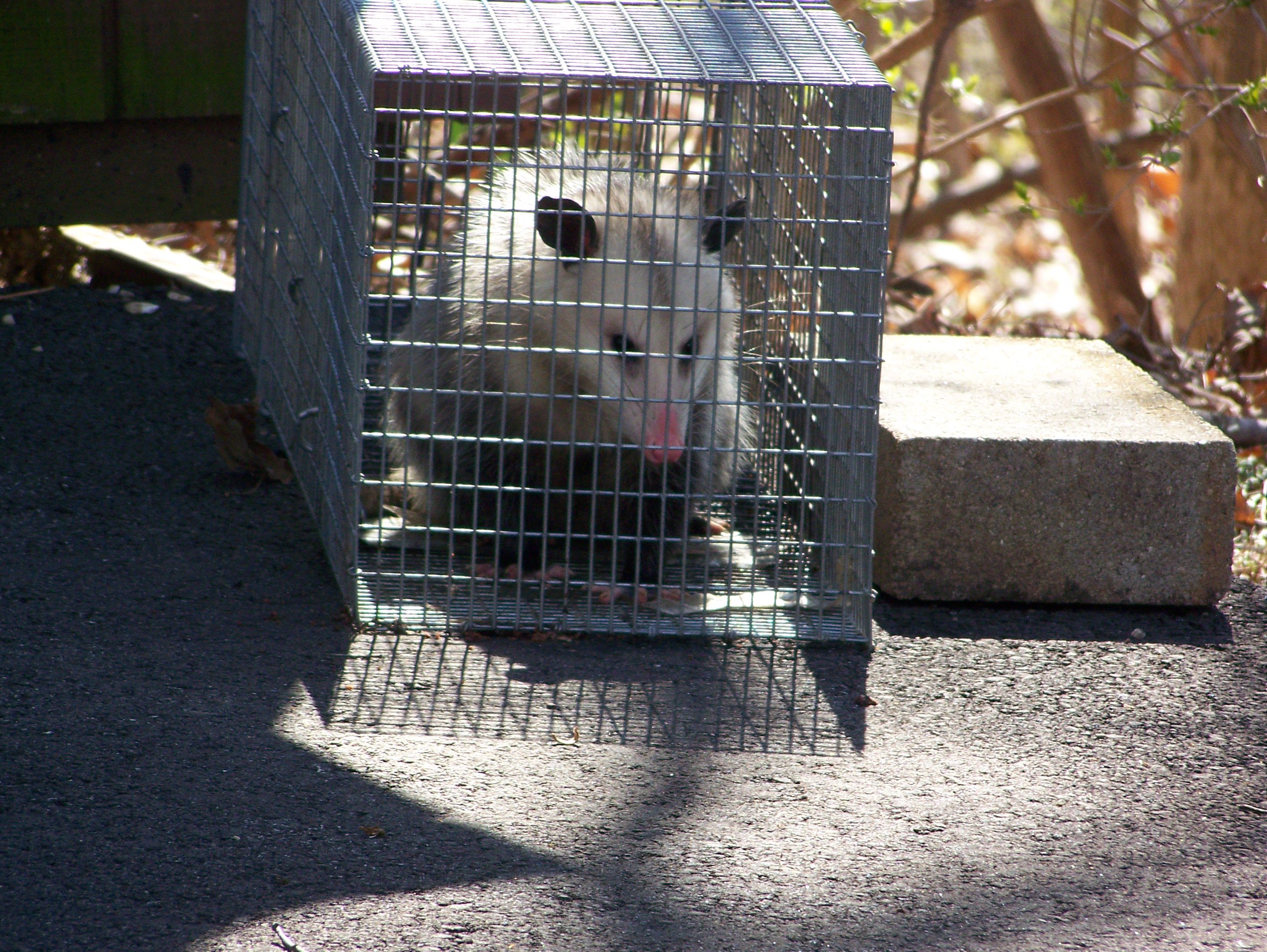 opossum removal in Cincinnati