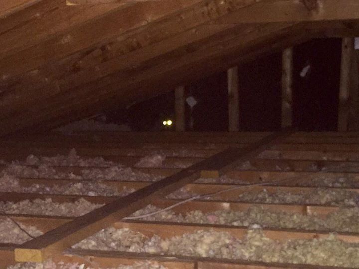 bat removal in attic