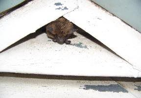 bat removal