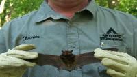 bat removal specialist