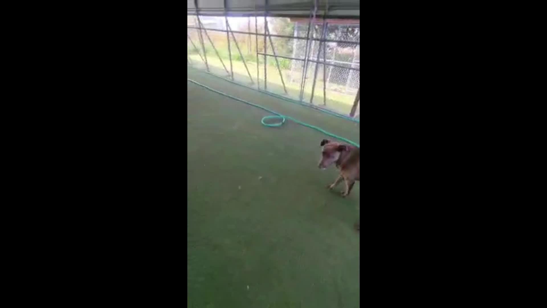 Dogs playing